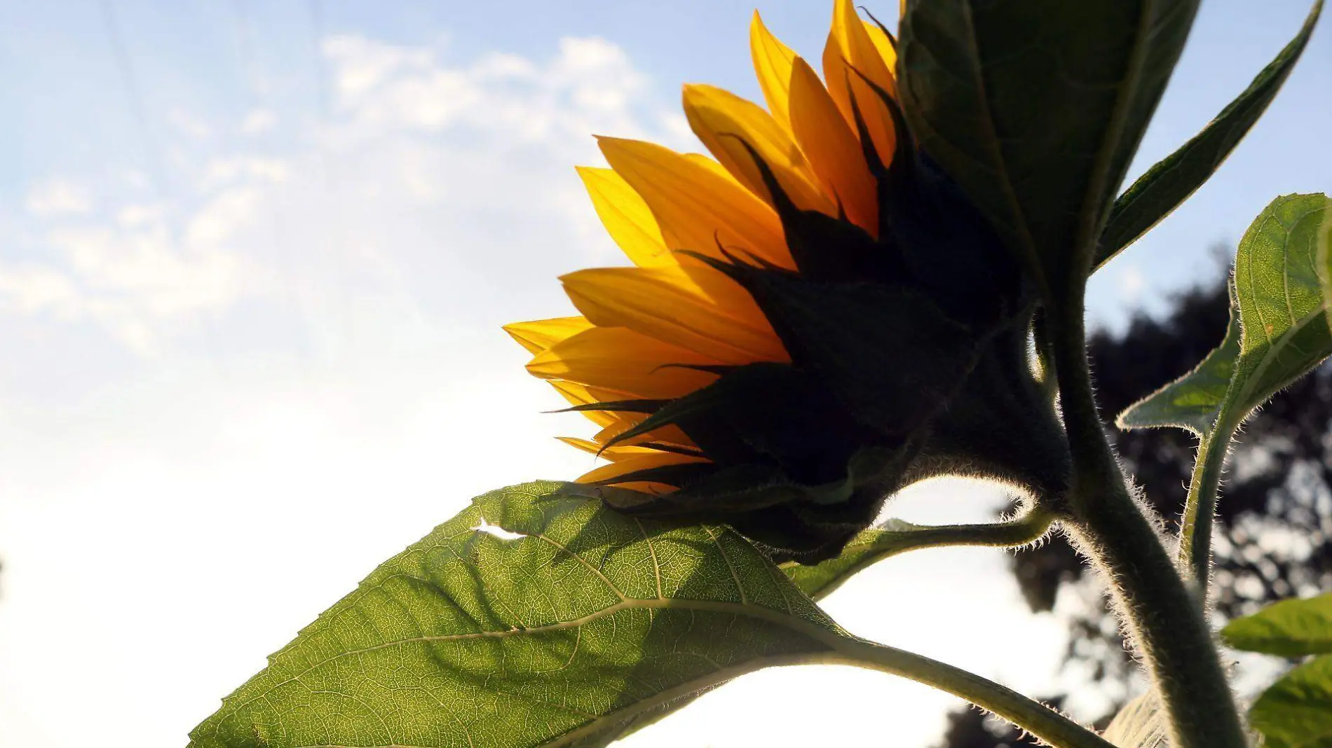 792577_Sembradío Girasoles Tianguismanalco Puebla 3_web